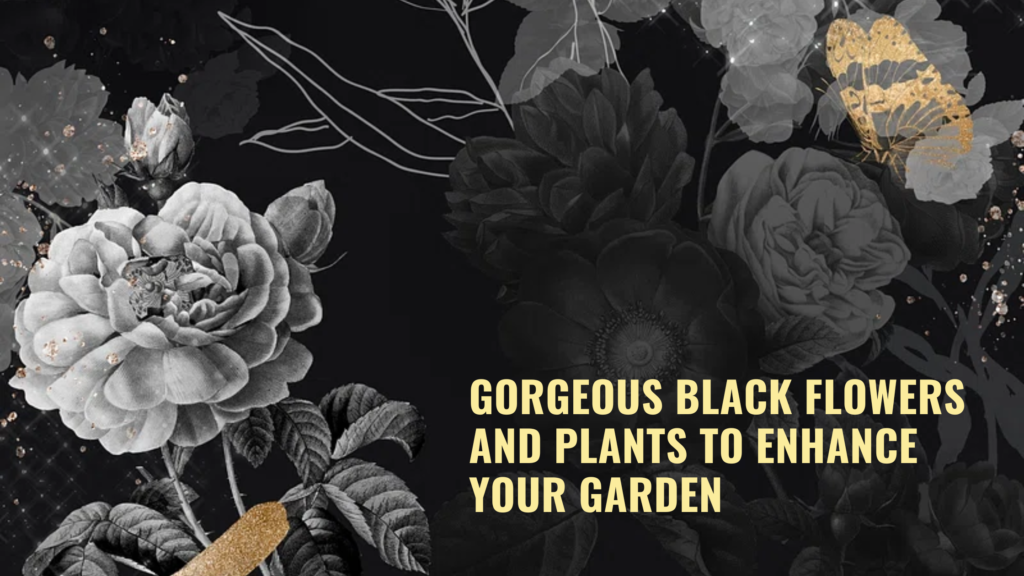 Black Flowers And Plants