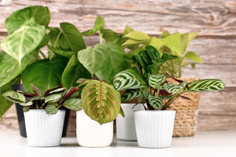 buy rare houseplants usa