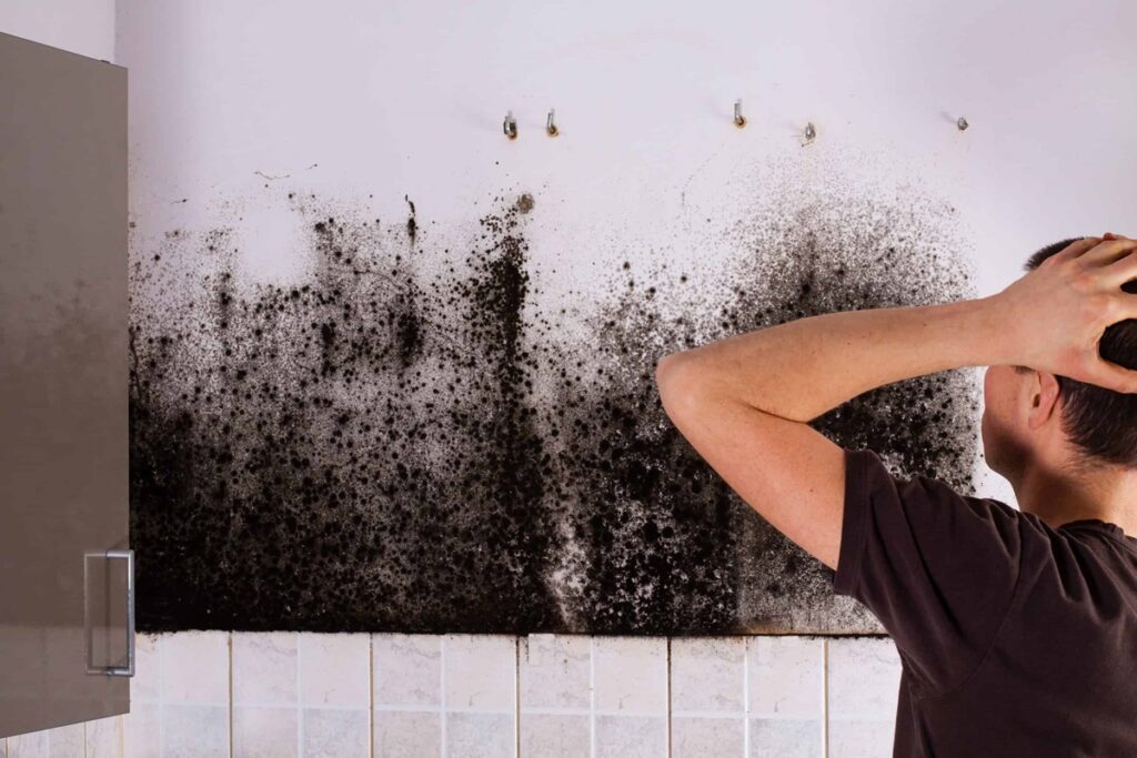 What Factors Affect That You Need To Hire Mold Removal Services